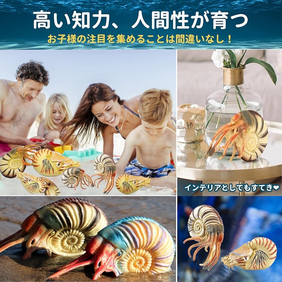 オウムガイ フィギュア アンモナイト 貝殻 おもちゃ 6＋ オウムガイ＋アンモナイト｜horikku｜02