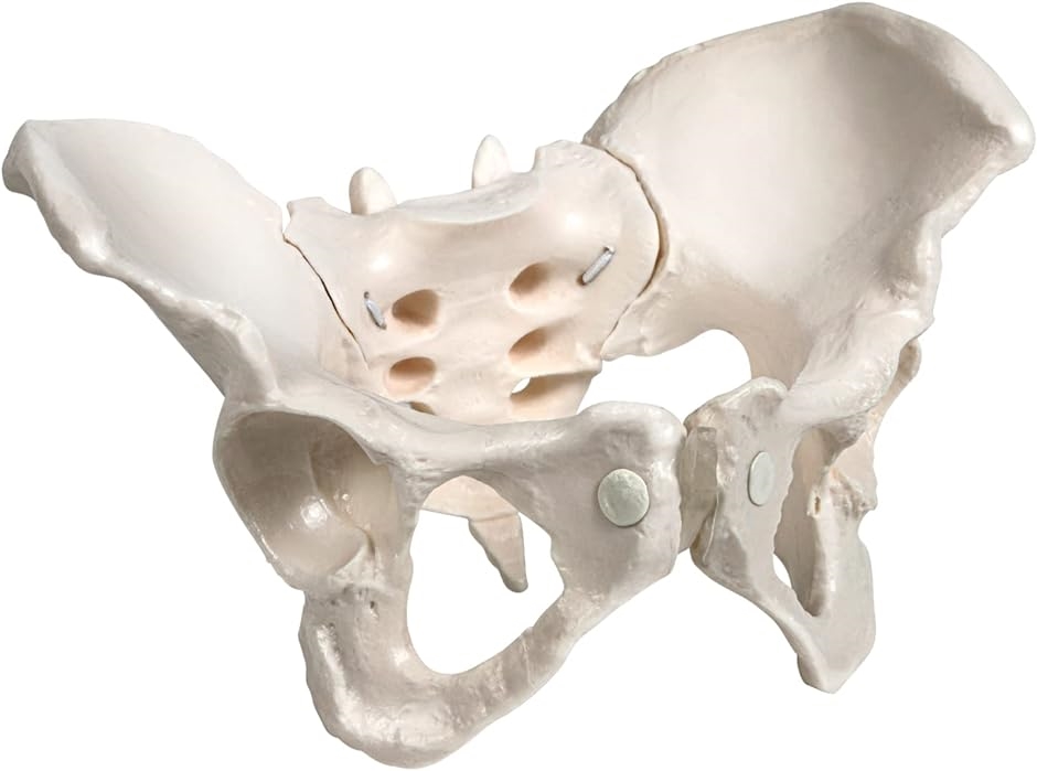 グイッと動かすことができる骨盤模型 人体模型 骨模型 仙腸関節 伸縮コード 可動性 女性( 等身大)