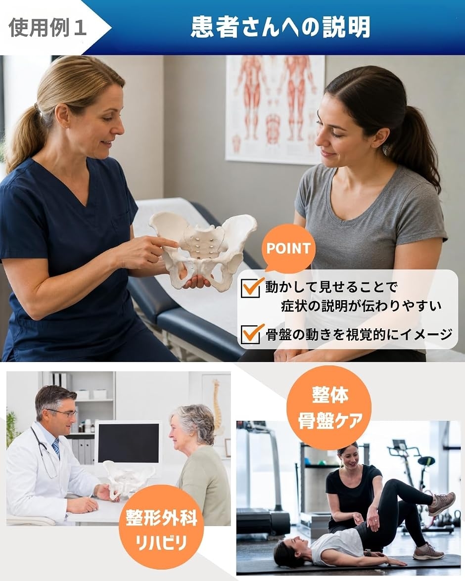 グイッと動かすことができる骨盤模型 人体模型 骨模型 理学療法士監修