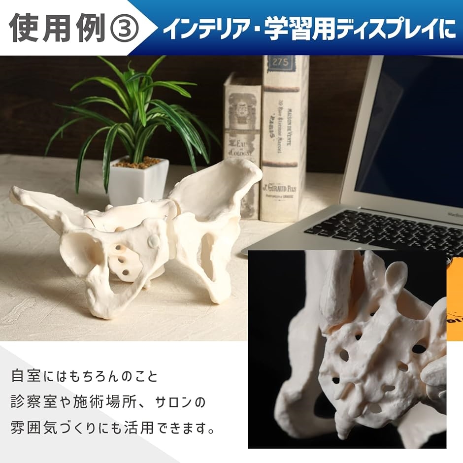 グイッと動かせる骨盤模型 人体模型 骨模型 女性 仙腸関節 伸縮