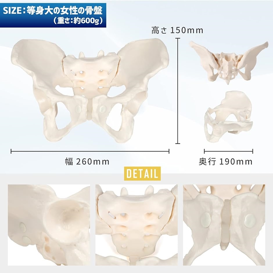 下肢模型／人体解剖模型 〔10分解〕 等身大 J-114-9-