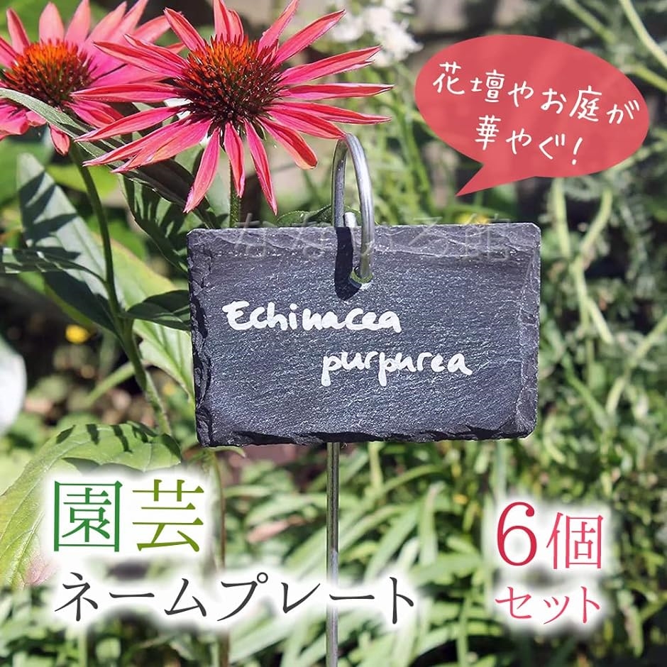 h*e様 コディサンダーソン 鉢 ネームプレートおまけ h*e様 コディ