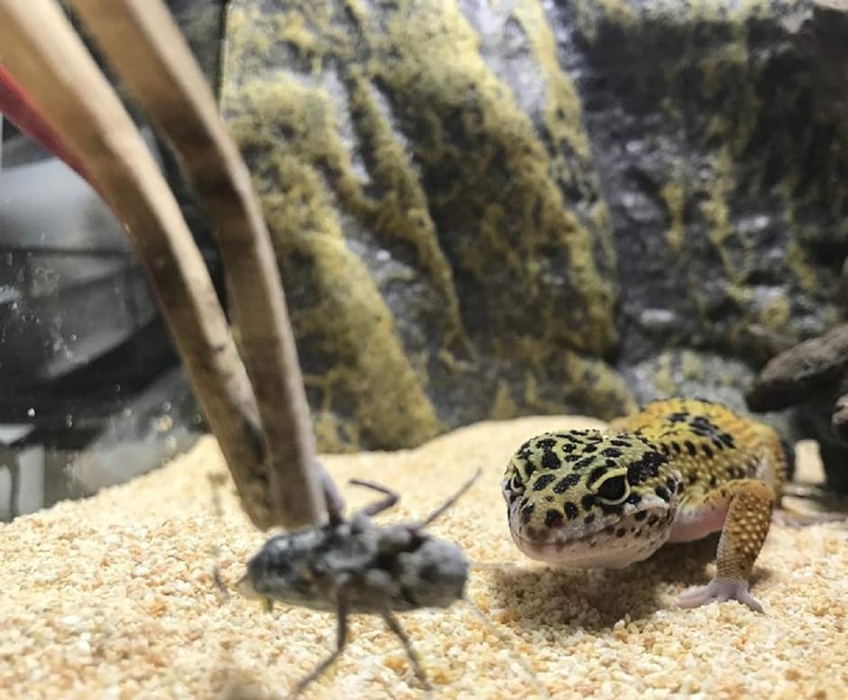 ピンセット テラリウム 昆虫 両生類 爬虫類 ペット 餌やり 給餌 竹製 掃除用 ＋( 2本セット（16.5cm ＋ 28cm）)｜horikku｜02