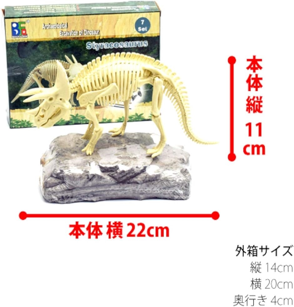 恐竜トリケラトプス 草食恐竜 化石 発掘 骨格組立キット