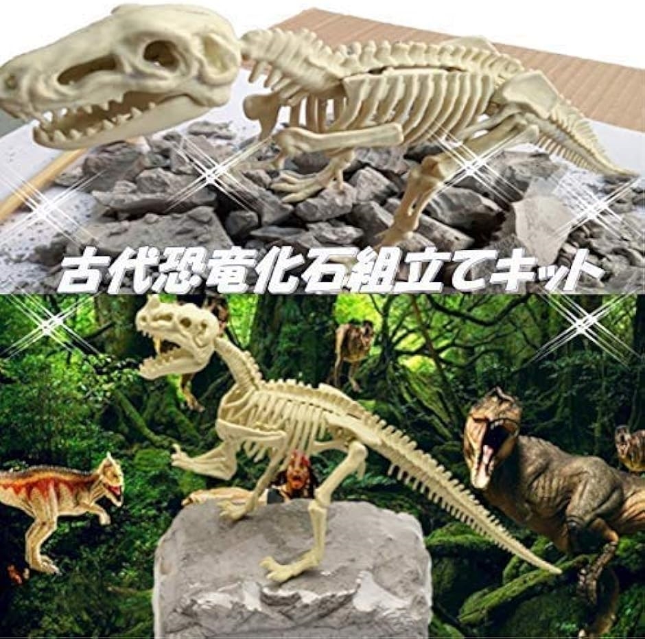恐竜 化石発掘キット おもちゃ 発見学習セット ディプロドクス｜horikku｜06