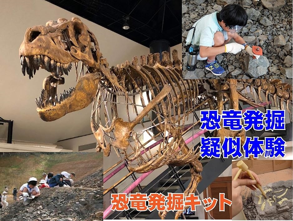 恐竜発掘キット 化石 おもちゃ 化石発掘キット 骨格組立 恐竜発掘セット 知育 子供用( ステゴサウルス)