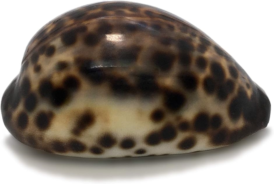 ツヤ出し仕上げ 星宝貝 シプレアタイガー ハワイインテリア 希少貝