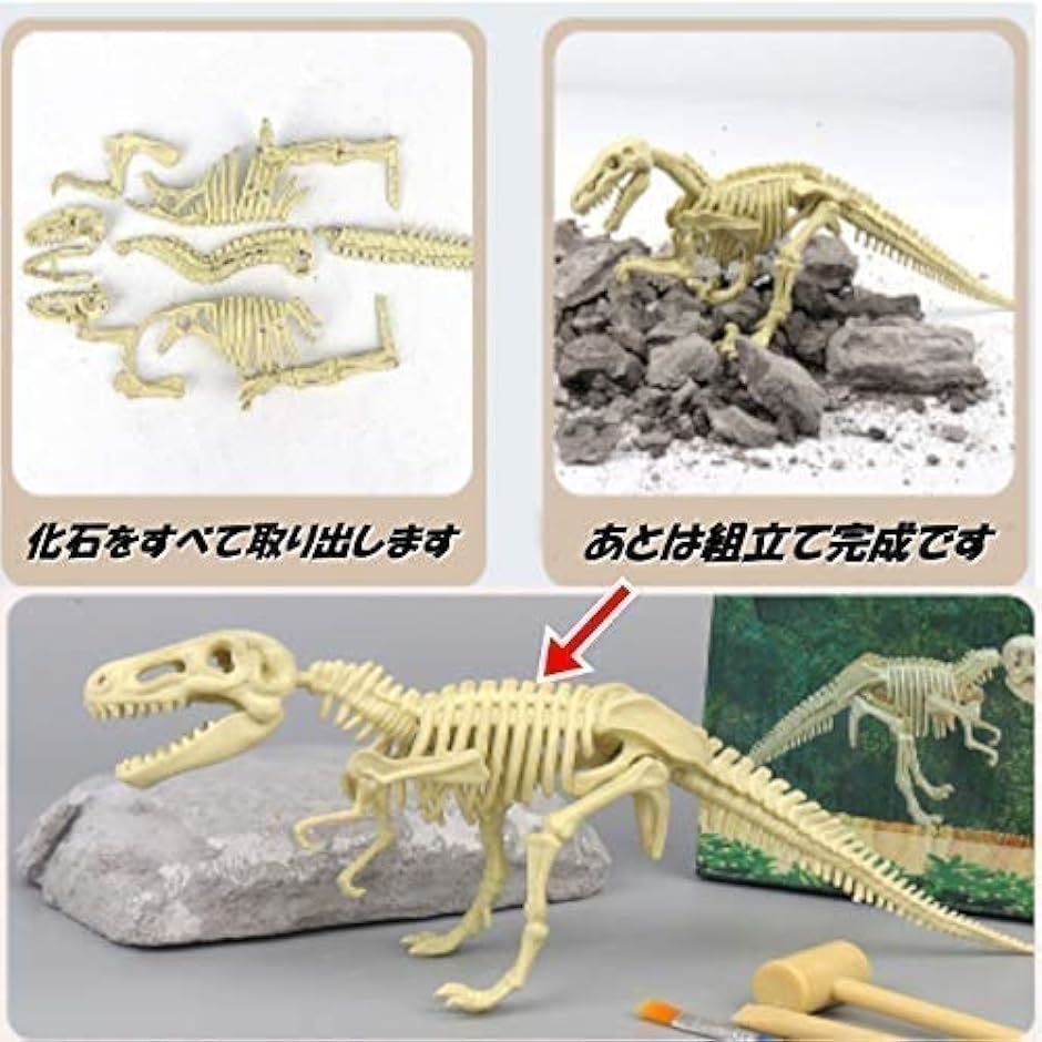 恐竜 化石発掘キット おもちゃ 発見学習セット 2個セット TRex＋Styracosaurus｜horikku｜02