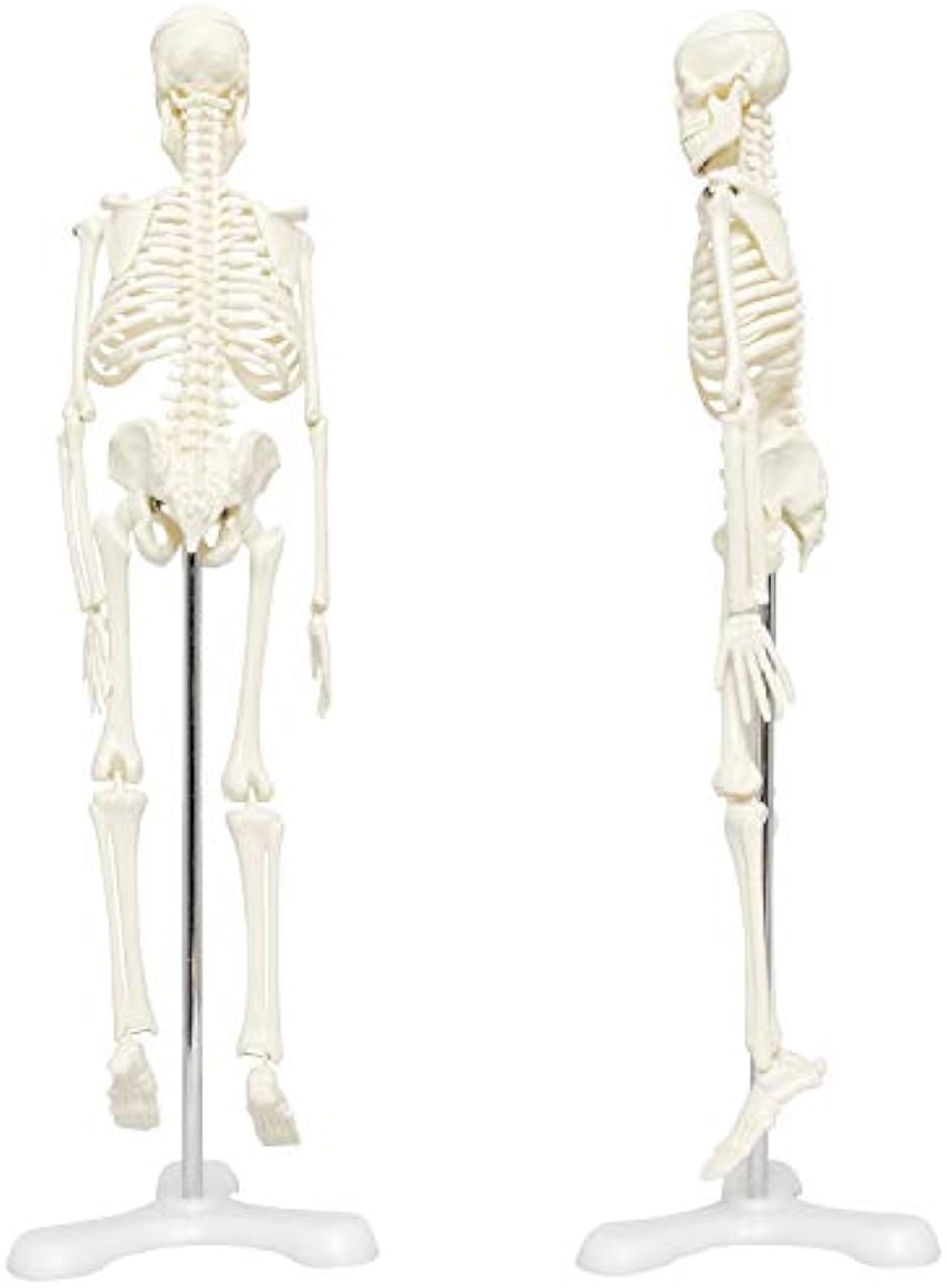 人体骨格模型 骨格標本 稼動 直立 スタンド 教材 45cm 1/4 モデル 