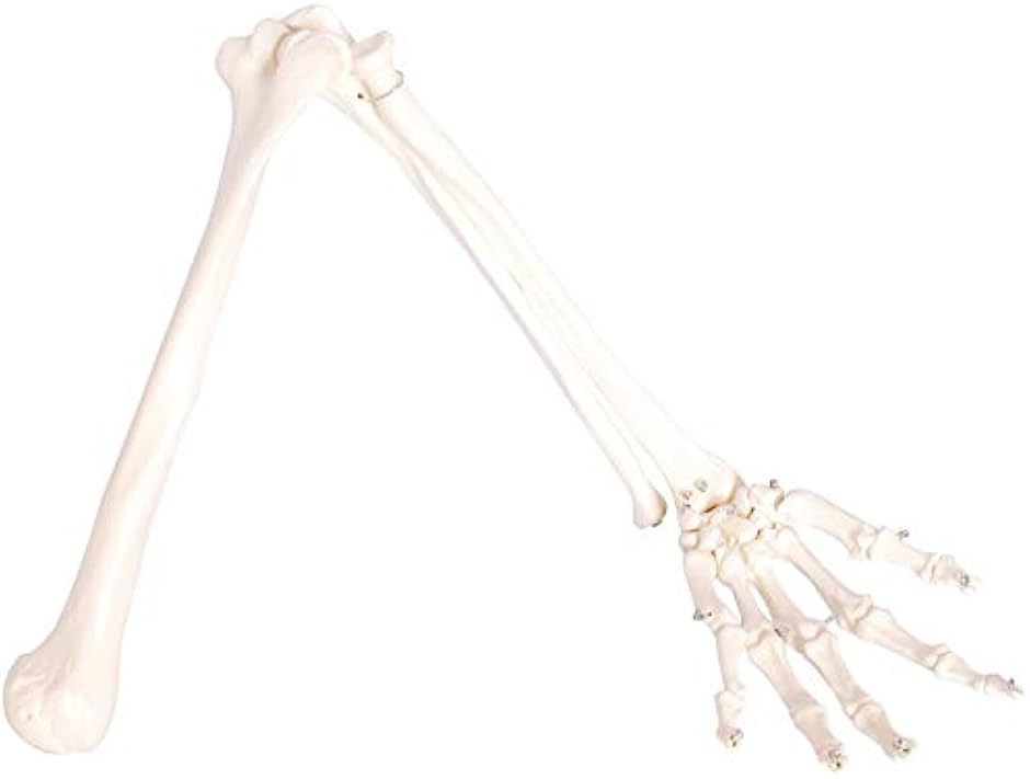 l̖͌^ ㎈ r Or  荜 g 73cm C[Ȃ f 
