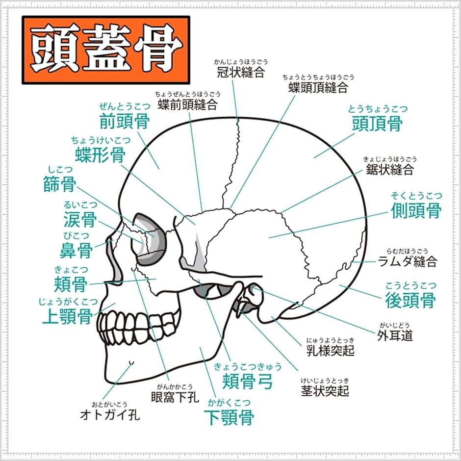 頭蓋骨 頭部 顎関節 人体 模型 可動 タイプ 学校 医学 教材 展示 装飾