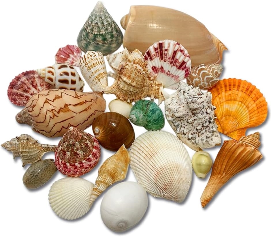 海の贈り物 ワクワク いろんな大きな貝殻 スペシャル 詰め合わせ どっさり 約430g 24種セット( 約430g 24種セット)