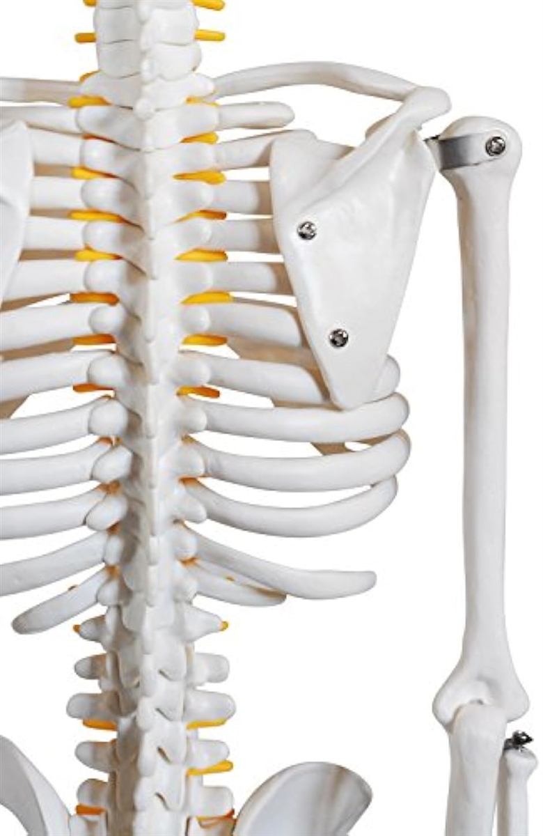 人体骨格模型 骨格標本 稼動 直立 スタンド 教材 85cm 1/2 モデル