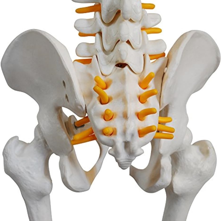 人体骨格模型 骨格標本 稼動 直立 スタンド 教材 85cm 1/2 モデル