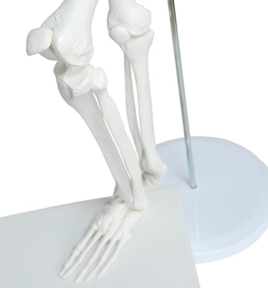 人体骨格模型 骨格標本 稼動 直立 スタンド 教材 85cm 1/2 モデル