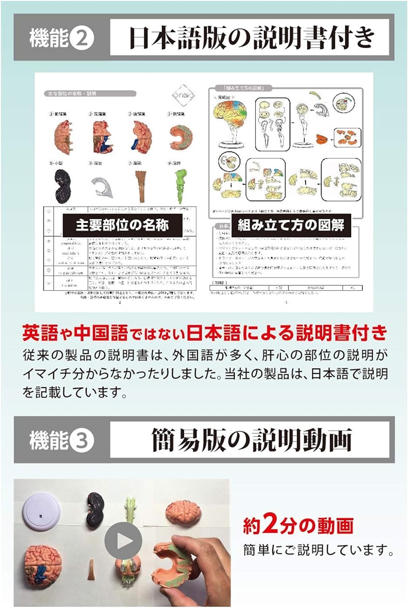 脳模型 日本語説明書付き 脳モデル 人体模型 学習 脳トレ 図鑑