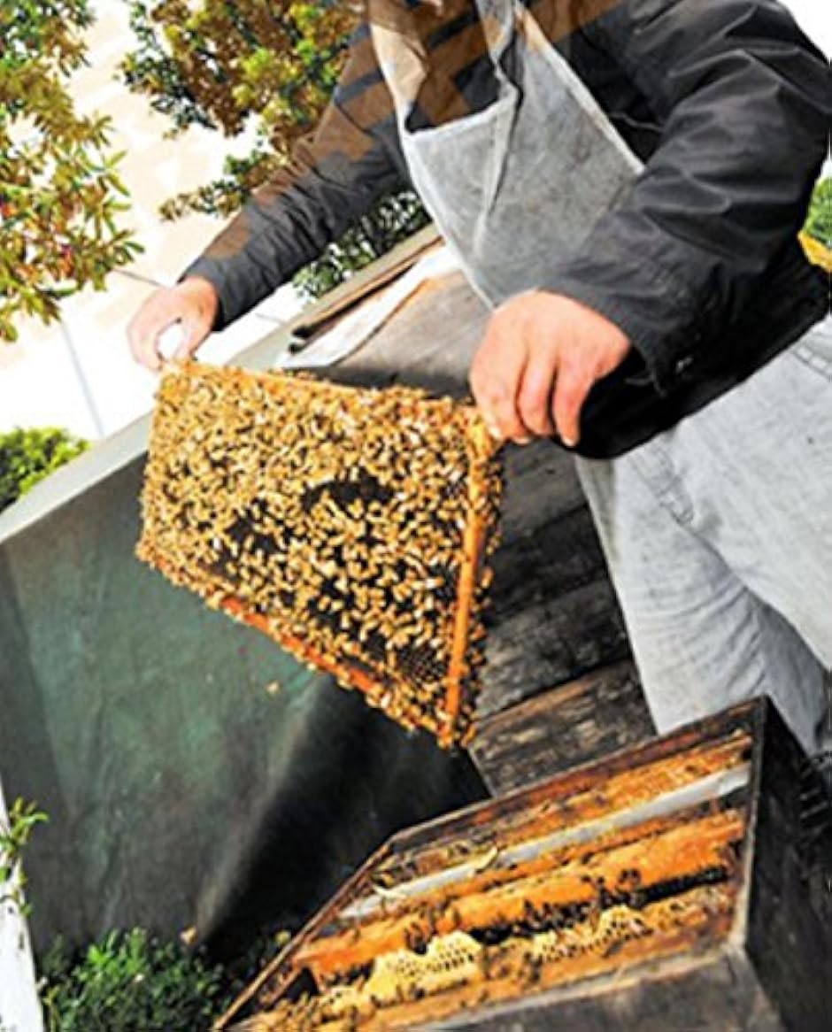 蜜蜂 ミツバチ 用 飼育 シート 巣礎 西洋 セイヨウ 養蜂 ハニカム 蜜蝋 採蜜 30 枚( イエロー,  4x5mm)｜horikku｜07