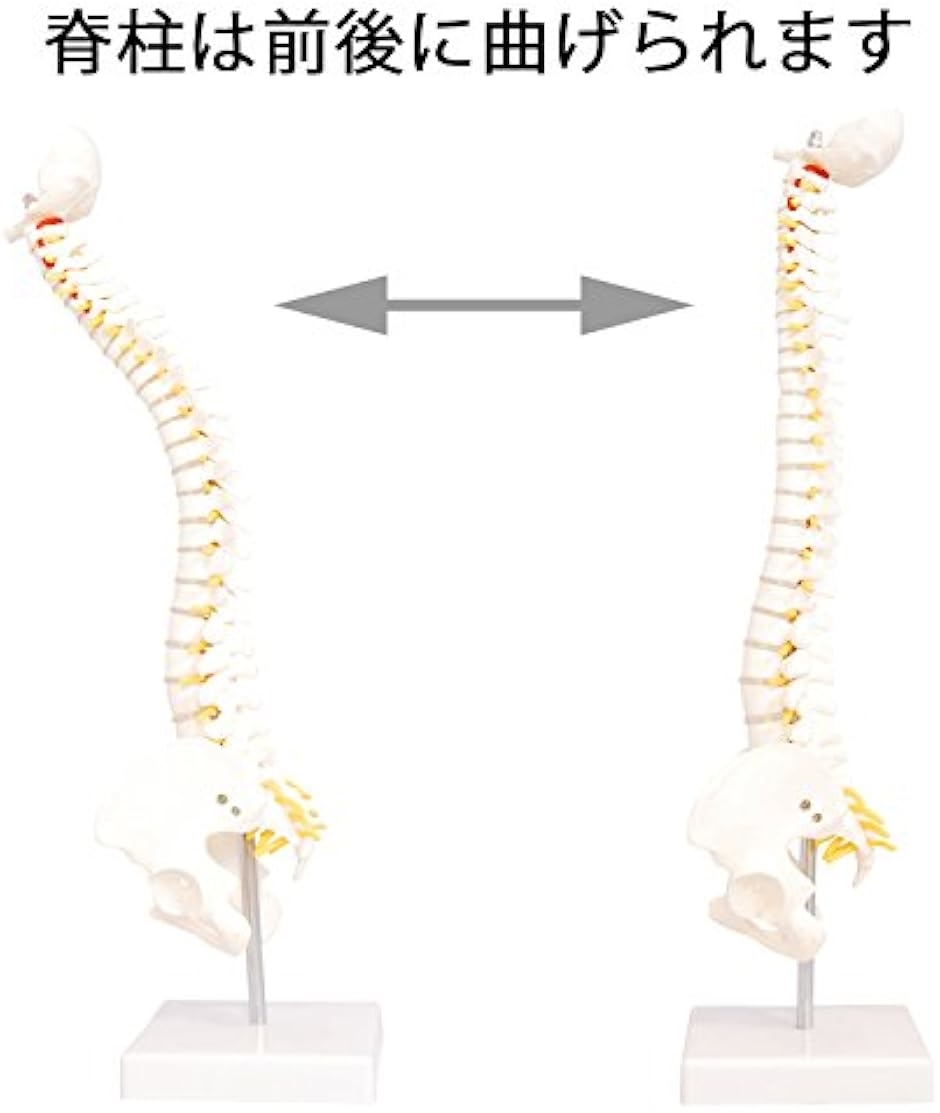 人体模型 脊椎骨盤模型 脊柱 脊髄 背骨 腰椎 股 関 節 1/2 モデル なし 