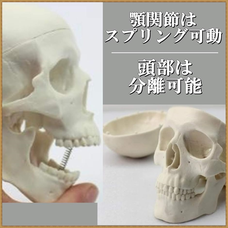 頭蓋骨 頭部 顎関節 人体 模型 可動 タイプ 学校 医学 教材 展示 装飾