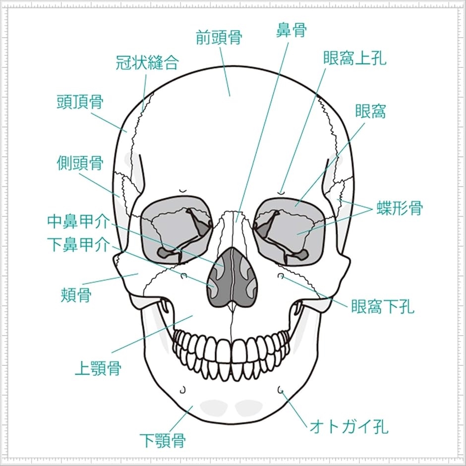頭蓋骨 頭部 顎関節 人体 模型 可動 タイプ 学校 医学 教材 展示 装飾