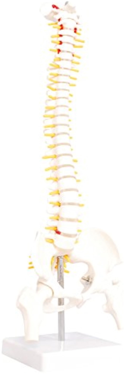 人体模型 脊椎骨盤模型 脊柱 脊髄 背骨 腰椎 股 関 節 1/2 モデル あり( 股 関 節 あり)｜horikku