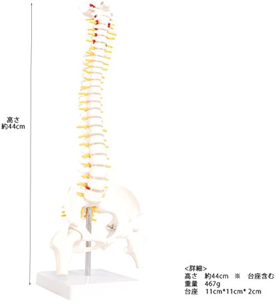 人体模型 脊椎骨盤模型 脊柱 脊髄 背骨 腰椎 股 関 節 1/2 モデル あり( 股 関 節 あり)｜horikku｜02