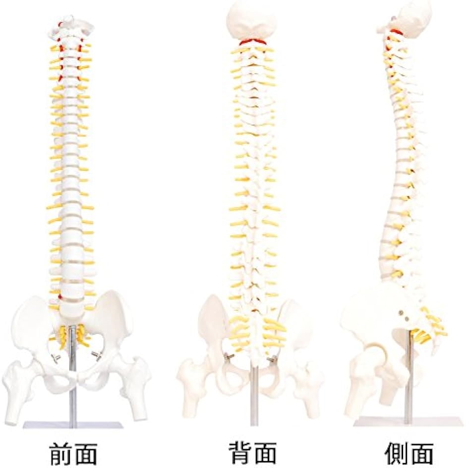 人体模型 脊椎骨盤模型 脊柱 脊髄 背骨 腰椎 股 関 節 1/2 モデル あり( 股 関 節 あり)｜horikku｜03