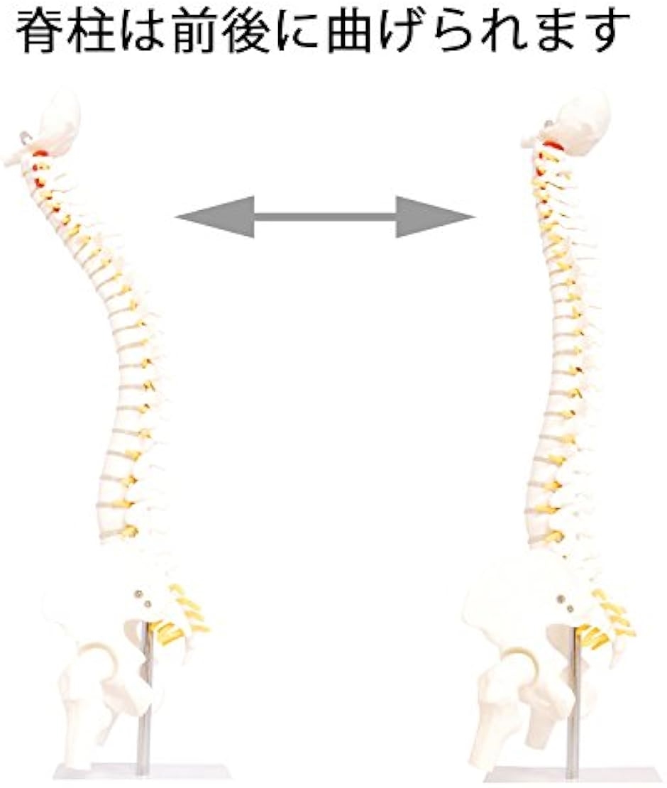 人体模型 脊椎骨盤模型 脊柱 脊髄 背骨 腰椎 股 関 節 1/2 モデル あり( 股 関 節 あり)｜horikku｜05