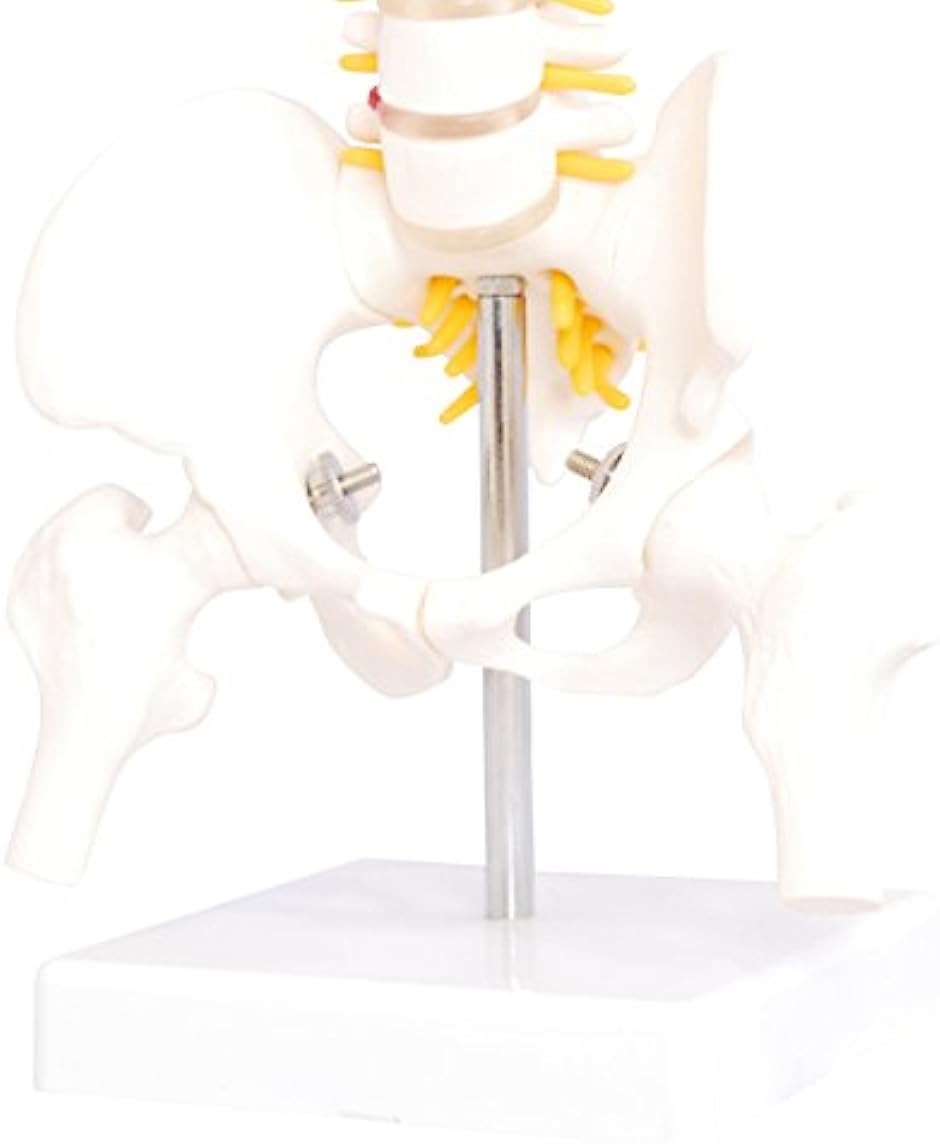人体模型 脊椎骨盤模型 脊柱 脊髄 背骨 腰椎 股 関 節 1/2 モデル あり( 股 関 節 あり)｜horikku｜06