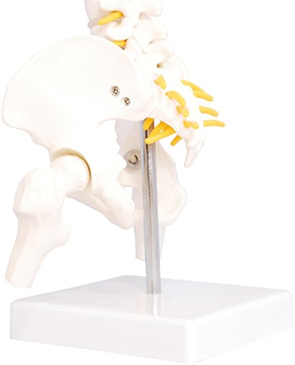 人体模型 脊椎骨盤模型 脊柱 脊髄 背骨 腰椎 股 関 節 1/2 モデル あり( 股 関 節 あり)｜horikku｜07