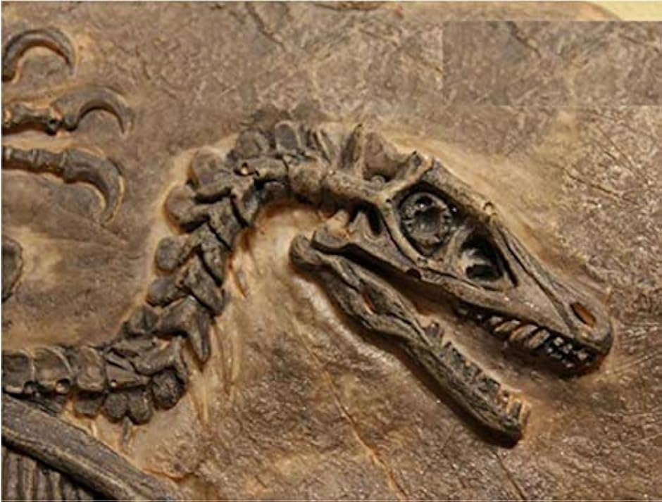 楽天市場】化石 レプリカの通販 恐竜化石 レプリカ 縦43cm 横16.5cm