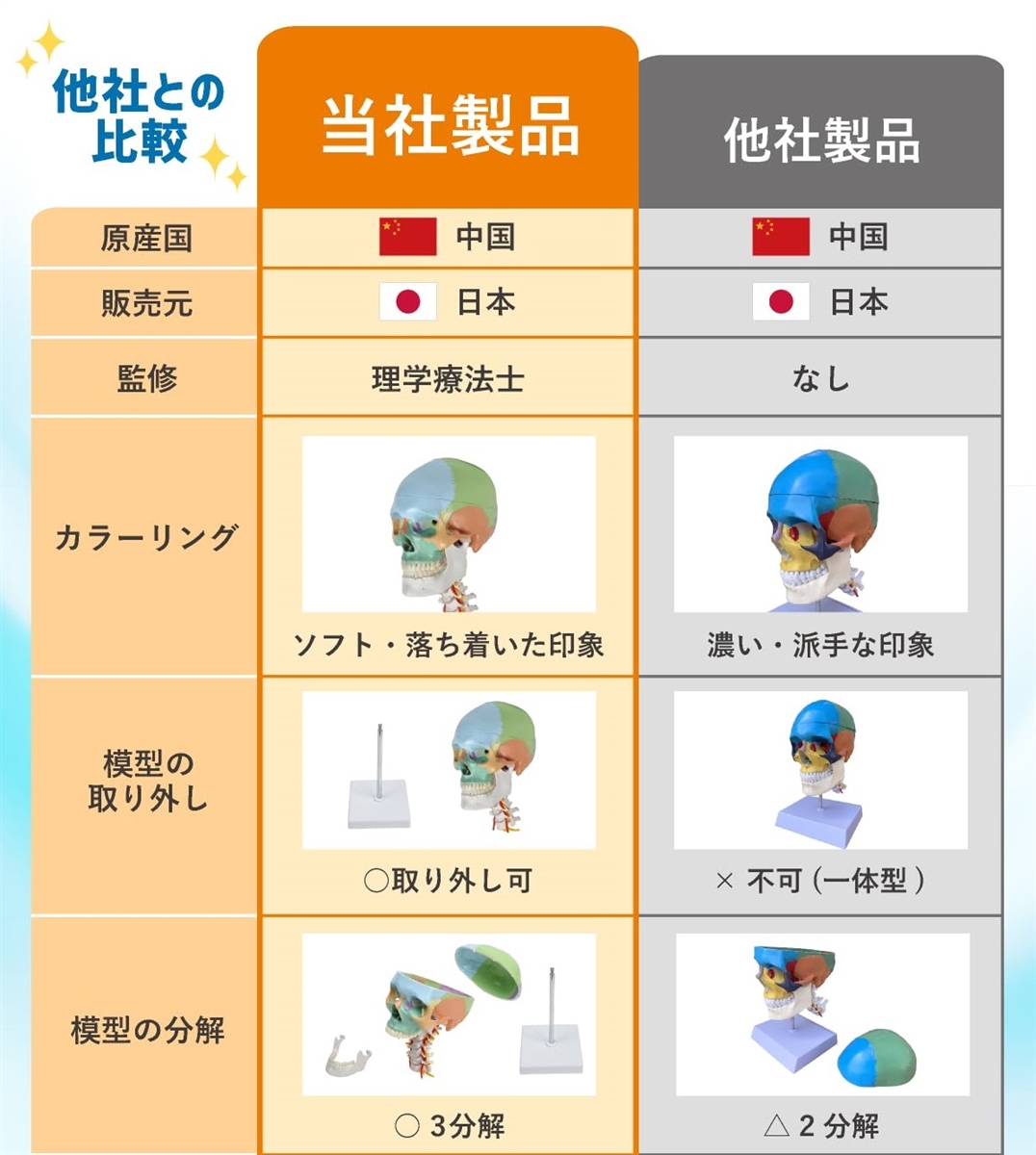 カラー頚椎頭蓋骨模型 人体模型 理学療法士監修 等身大 神経と椎骨動脈
