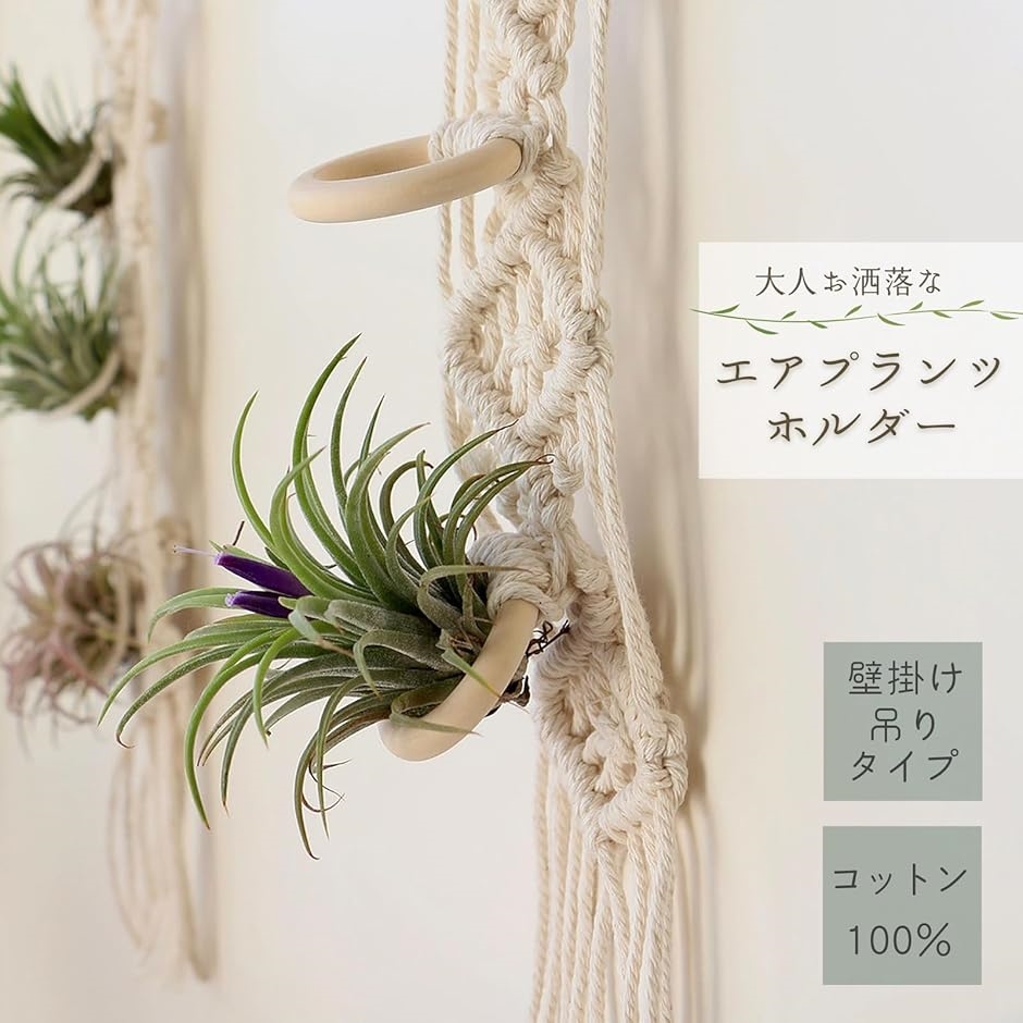 エアプランツ（観葉植物）の商品一覧 | 花、ガーデニング 通販 - Yahoo!ショッピング