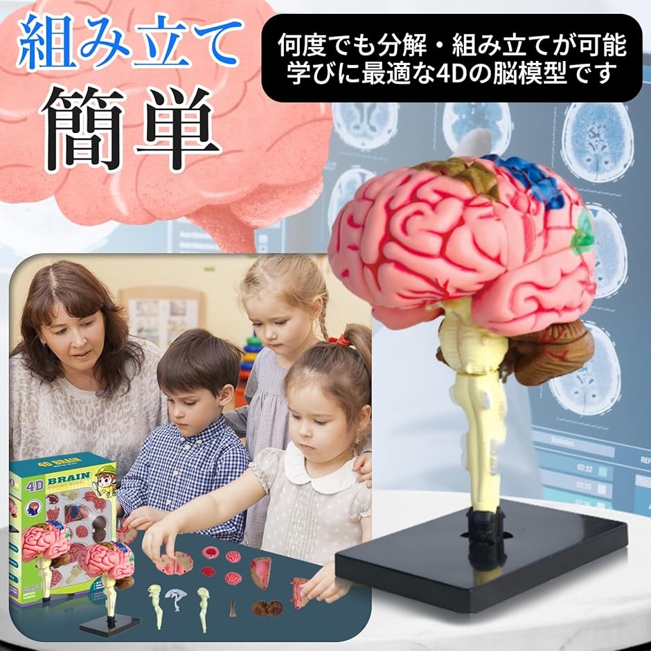 人間の脳モデルの解剖学おもちゃ 4D 分解された教室の学生教育用