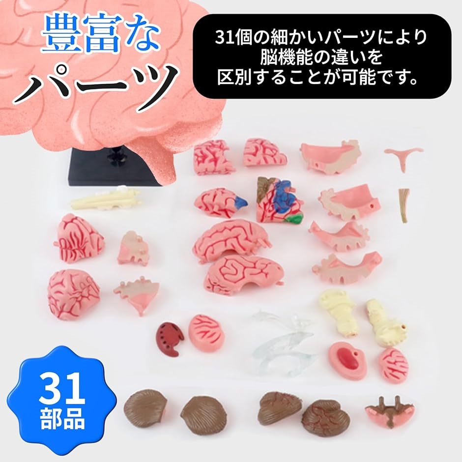 脳模型 脳解剖モデル 4D 組み立て式 パズル DIY 児童用 児童教育
