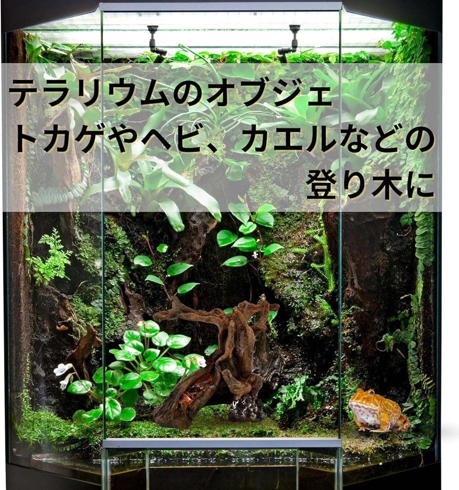 爬虫類 流木 登り木 テラリウム アクアテラリウム 水槽 装飾 ヤモリ