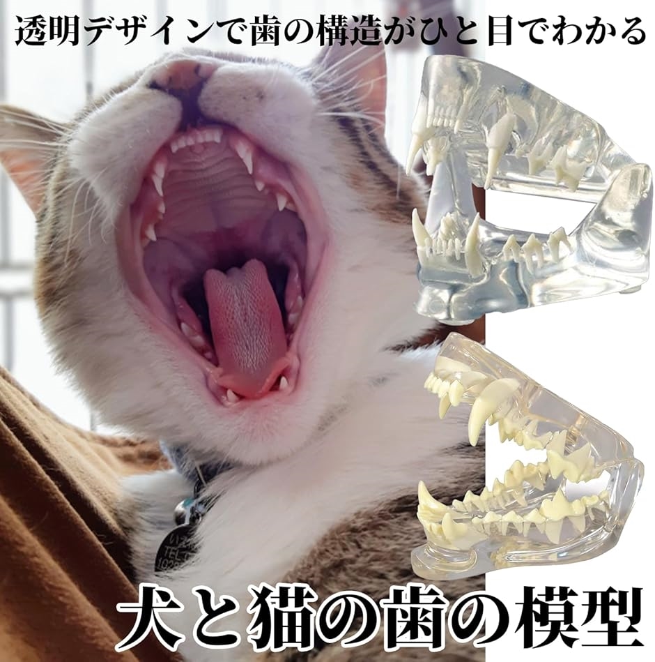 動物病院　猫模型（歯） 楽天市場】猫 歯 顎 模型 動物模型 OM-GP-9190 GPI Anatomicals 歯周病