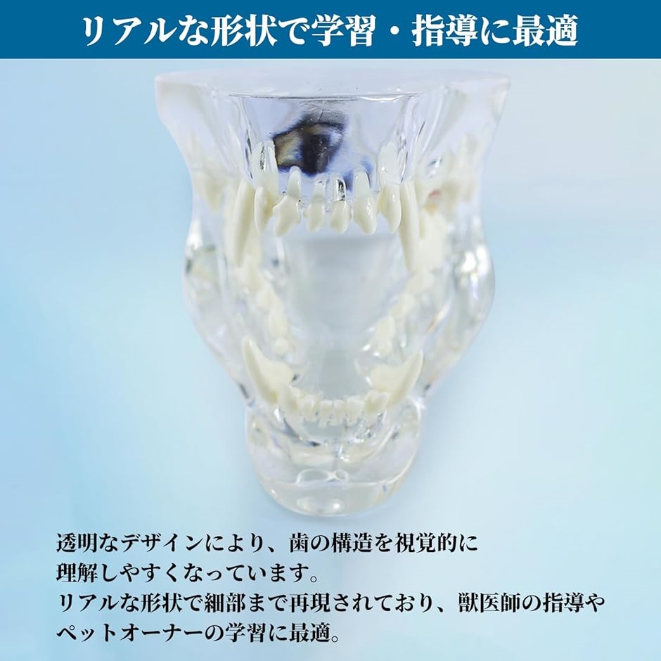 プロ仕様 歯の模型 透明 ペット 口腔ケア 練習 動物病院 獣医 歯科