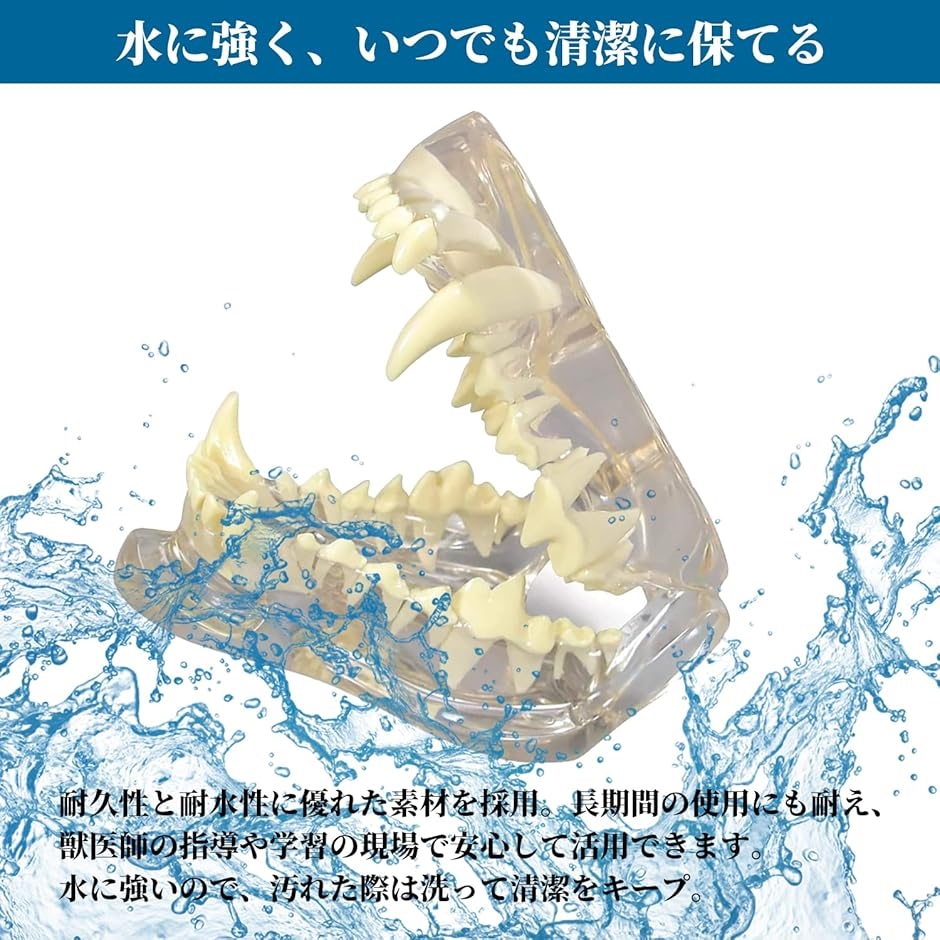 プロ仕様 歯の模型 透明 ペット 口腔ケア 練習 動物病院 獣医 歯科