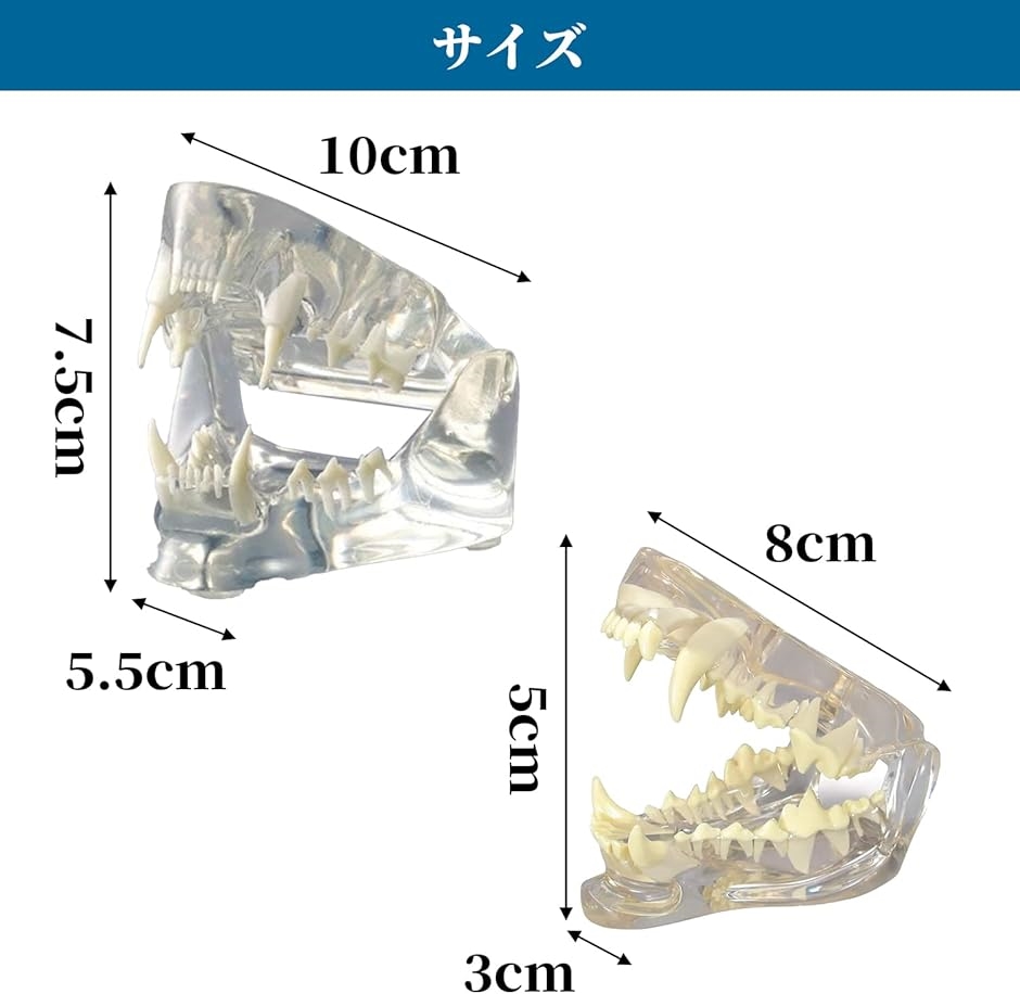 プロ仕様 歯の模型 透明 ペット 口腔ケア 練習 動物病院 獣医 歯科