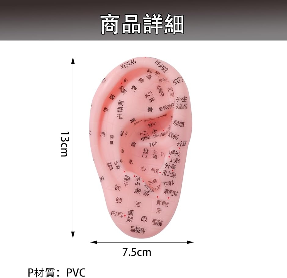 6個セット 耳鍼モデル 耳つぼモデル 医療器具 耳マッサージ PVC