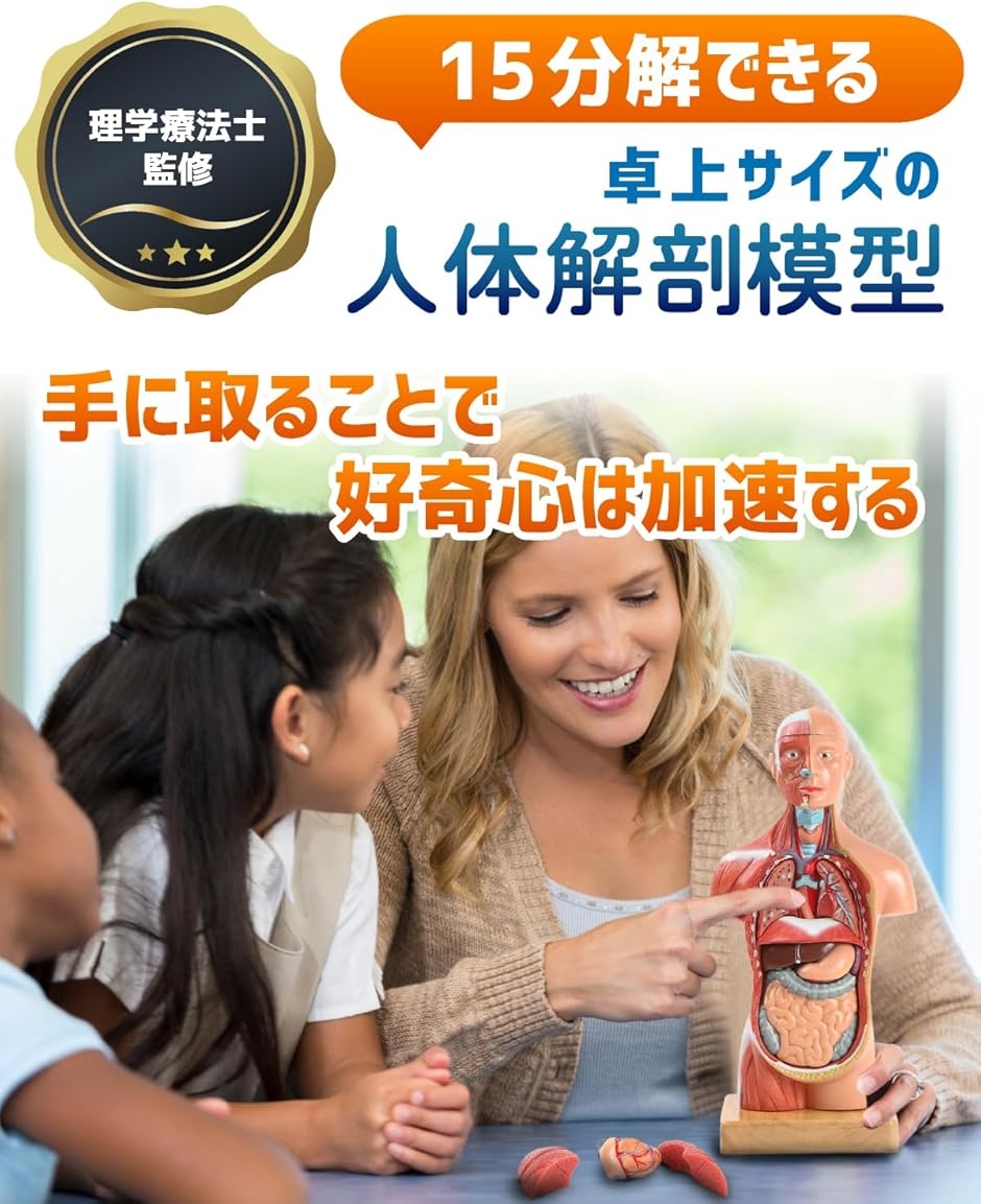 KIYOMARU ソフトな質感で15分解できる卓上サイズの人体解剖模型 KIYOMARU ソフトな質感で15分解できる卓上サイズの人体解剖模型 人体