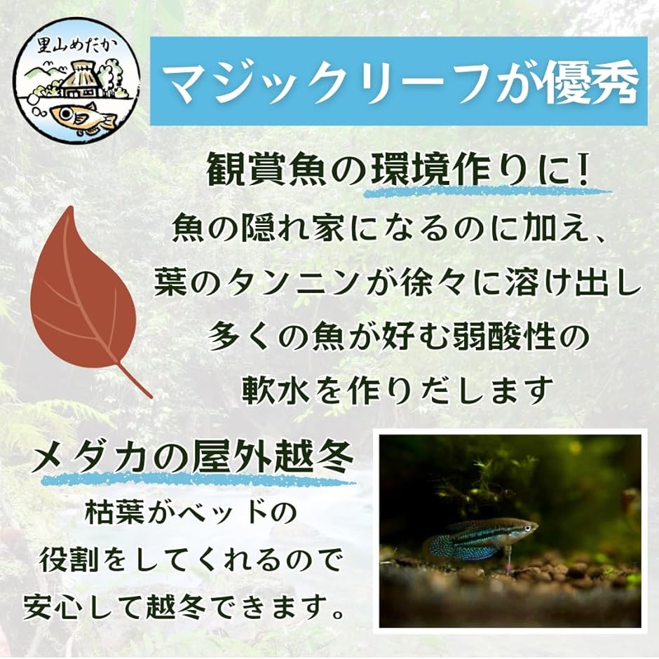 マジックリーフ モモタマナ 国産 水質改善 ベタリーフ メダカ 軟水葉