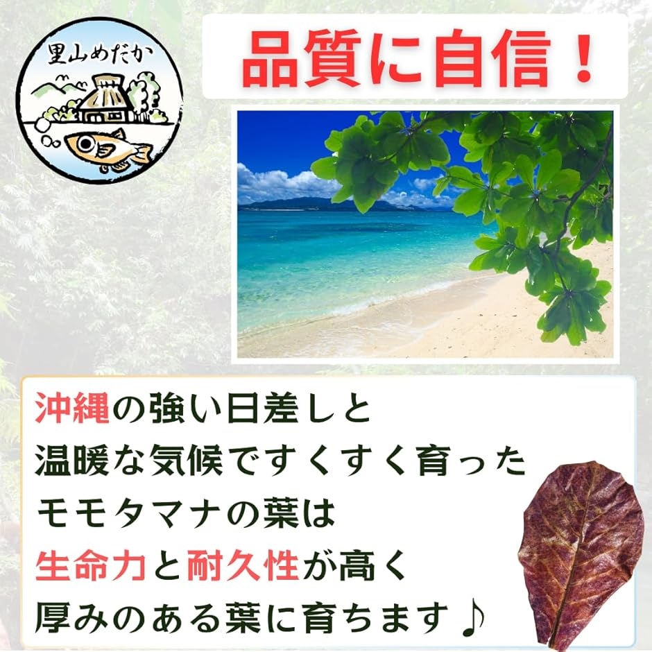 とし　モモタマナ 多め発送 水質改善 1000 枚 マジックリーフ モモタマナ 国産 水質改善 ベタリーフ メダカ 軟水葉
