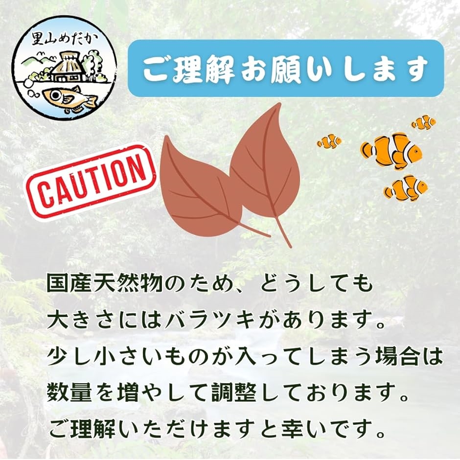 マジックリーフ モモタマナ 国産 水質改善 ベタリーフ メダカ 軟水葉