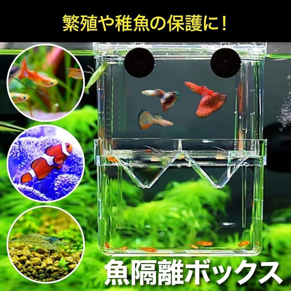 水槽 一式 メダカ グッピー エビ