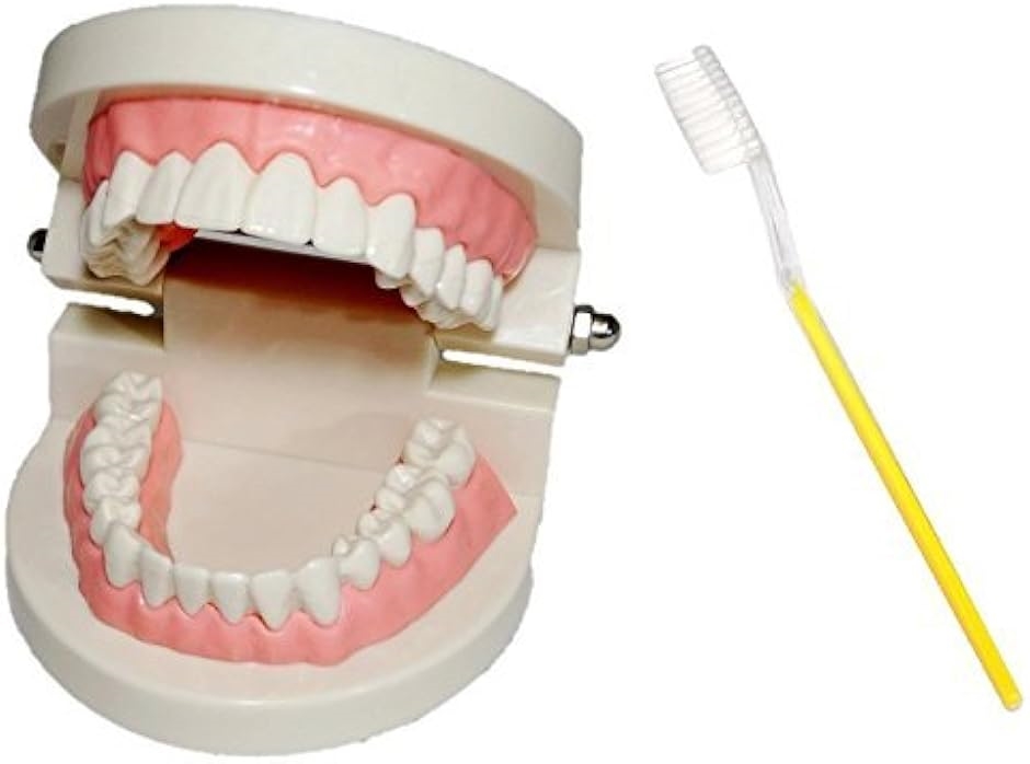 c my select 歯 模型 歯列模型 歯模型 実物大 モデル 180度 開閉式 歯ブラシ MDM( 1：歯ブラシセット,  実物大)｜horikku