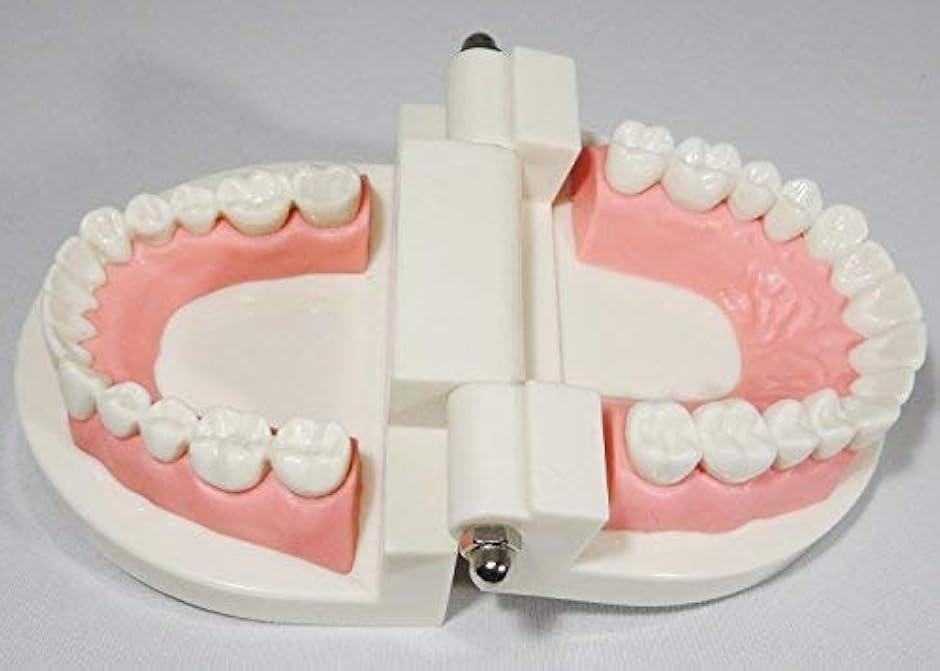 c my select 歯 模型 歯列模型 歯模型 実物大 モデル 180度 開閉式 歯ブラシ MDM( 1：歯ブラシセット,  実物大)｜horikku｜02