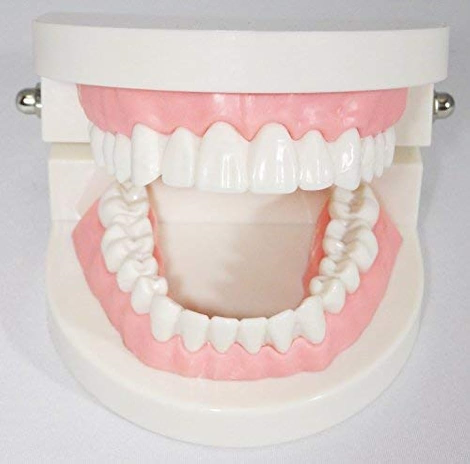 c my select 歯 模型 歯列模型 歯模型 実物大 モデル 180度 開閉式 歯ブラシ MDM( 1：歯ブラシセット,  実物大)｜horikku｜03