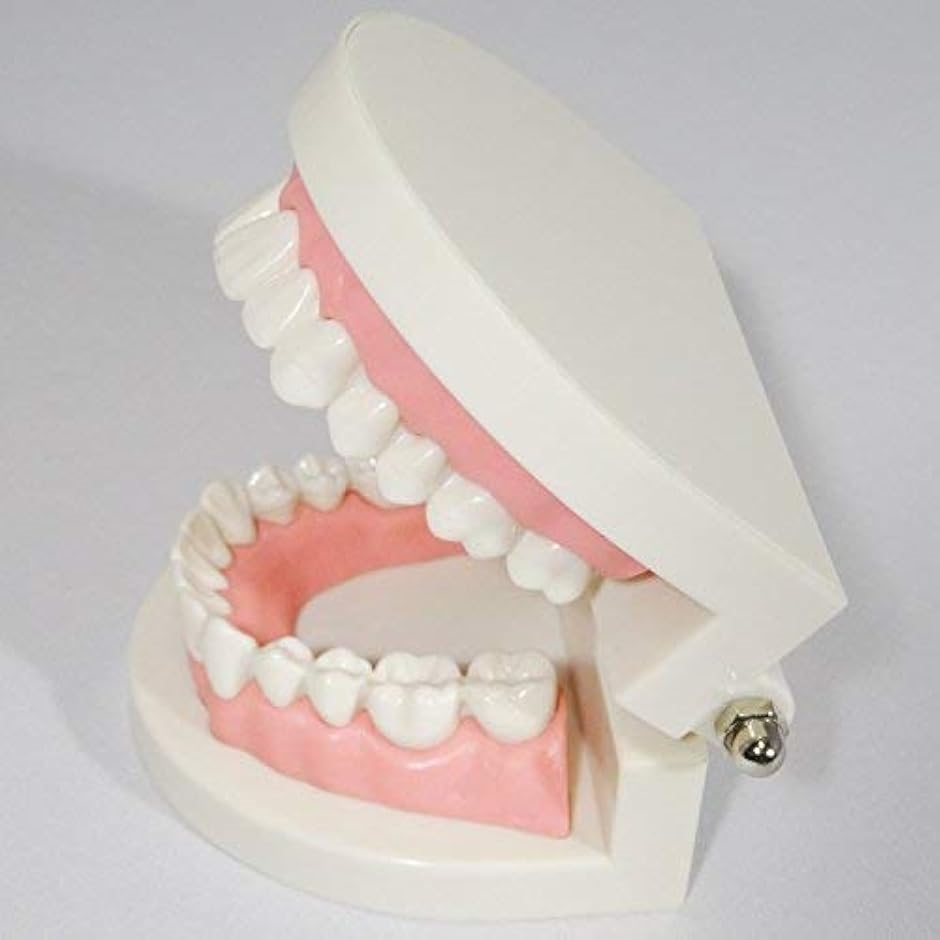 c my select 歯 模型 歯列模型 歯模型 実物大 モデル 180度 開閉式 歯ブラシ MDM( 1：歯ブラシセット,  実物大)｜horikku｜04